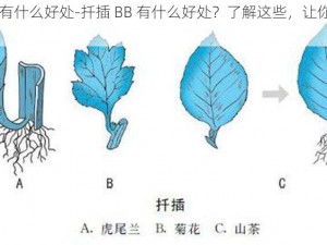 扦插BB有什么好处-扦插 BB 有什么好处？了解这些，让你的种植更轻松