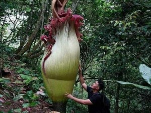 泰坦魔芋的传奇之旅：生命的繁茂与深邃之力展示