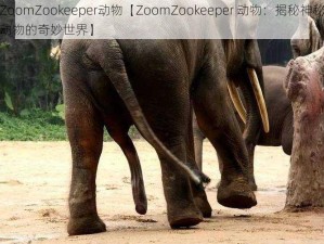 ZoomZookeeper动物【ZoomZookeeper 动物：揭秘神秘动物的奇妙世界】