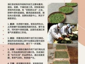 探寻手工精髓：红茶从采摘到冲泡的匠心制作之旅