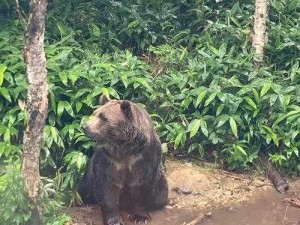 白树高地熊踪揭秘：探寻野生熊群的生活栖息地