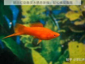 明日红剑鱼淡水栖息新探：轻松捕捉指南