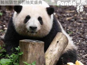 太极熊猫2十连抽攻略详解：掌握技巧，轻松玩转熊猫世界的抽奖盛典