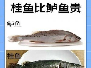 桂鱼食性揭秘：探索最佳饵料选择的艺术之道