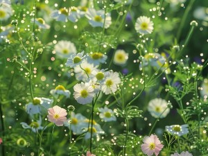 野花视频在线观看免费播放高清版;野花视频在线观看免费播放高清版，尽享视觉盛宴