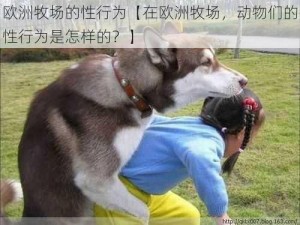 欧洲牧场的性行为【在欧洲牧场，动物们的性行为是怎样的？】