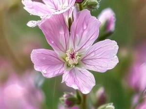 野花视频免费观看高清在线观看【野花视频免费观看高清在线观看——无限制体验精彩内容】