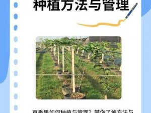 奶块百香果籽的获取方法与播种技巧：探索百香果籽的种植之道