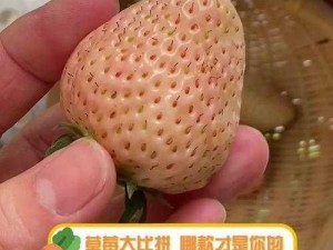 蜜丝婷大草莓与小草莓对比、蜜丝婷大草莓和小草莓有什么区别？