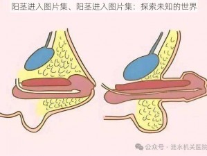 阳茎进入图片集、阳茎进入图片集：探索未知的世界