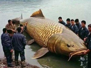 贵州古生物大发现：244亿年前大型肉食鱼类震撼现身