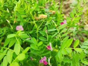 野花日本高清完整版观看_野花日本高清完整版免费观看