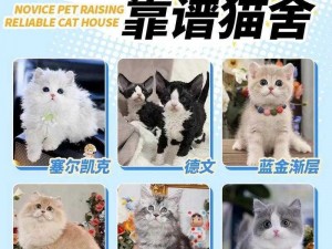 开心猫舍独家揭秘：猫猫配方大全详解——专业养宠指南，让爱宠尽享快乐生活