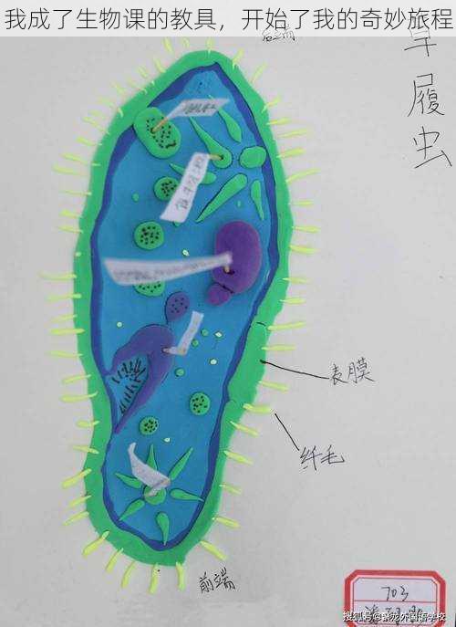 我成了生物课的教具，开始了我的奇妙旅程