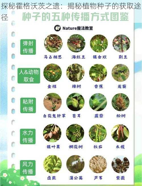 探秘霍格沃茨之遗：揭秘植物种子的获取途径