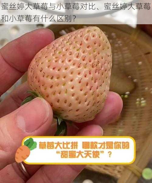 蜜丝婷大草莓与小草莓对比、蜜丝婷大草莓和小草莓有什么区别？