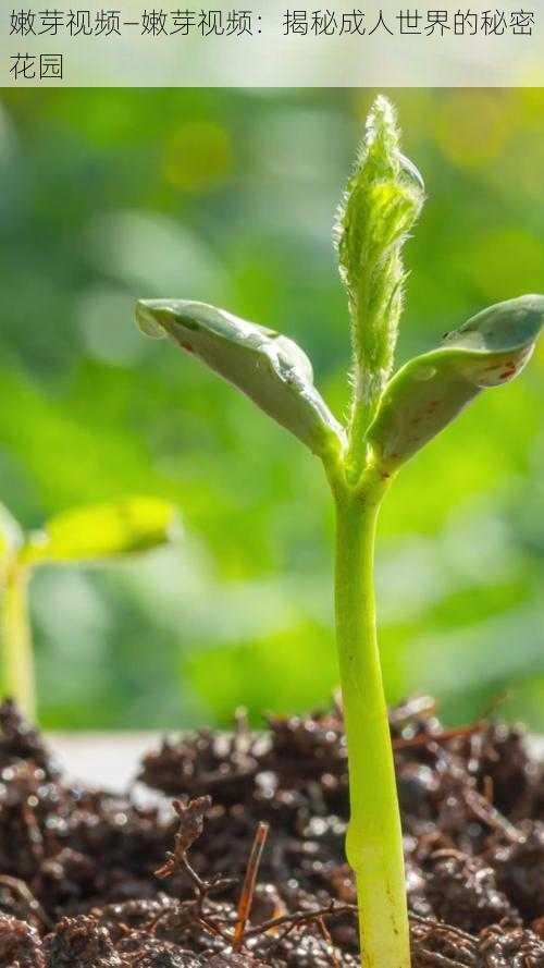 嫩芽视频—嫩芽视频：揭秘成人世界的秘密花园