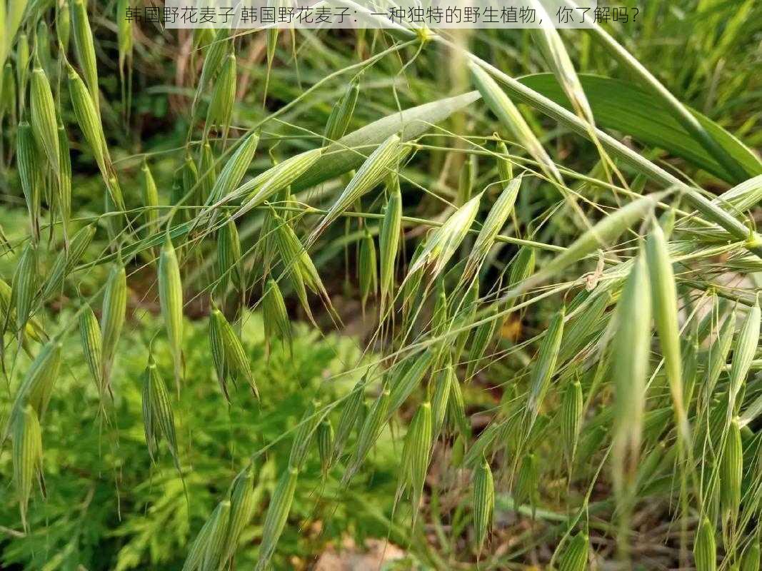 韩国野花麦子 韩国野花麦子：一种独特的野生植物，你了解吗？