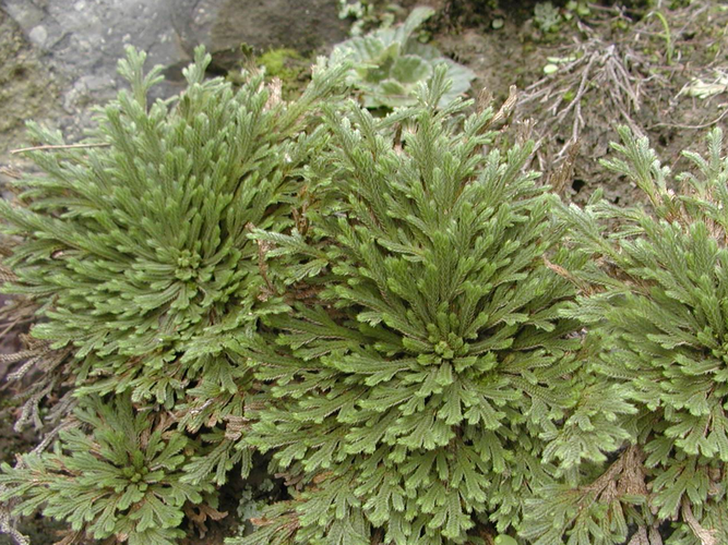 暗黑地牢2中药草效果揭秘：探索医用药草的独特疗效与奥秘