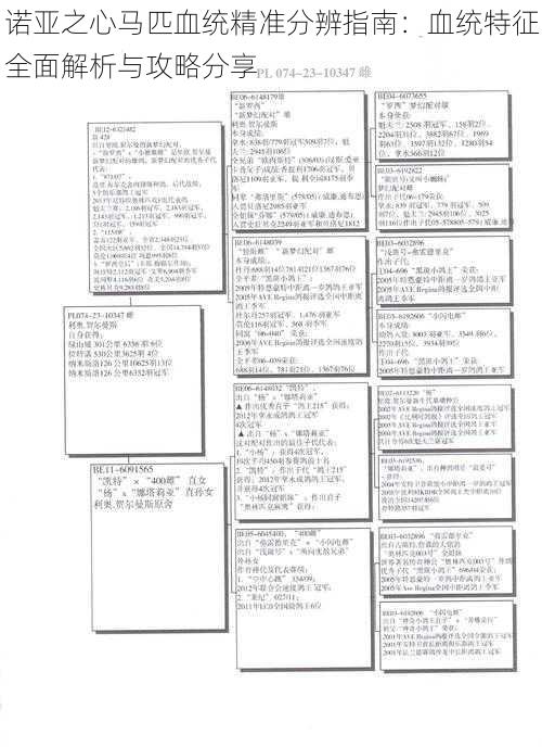 诺亚之心马匹血统精准分辨指南：血统特征全面解析与攻略分享