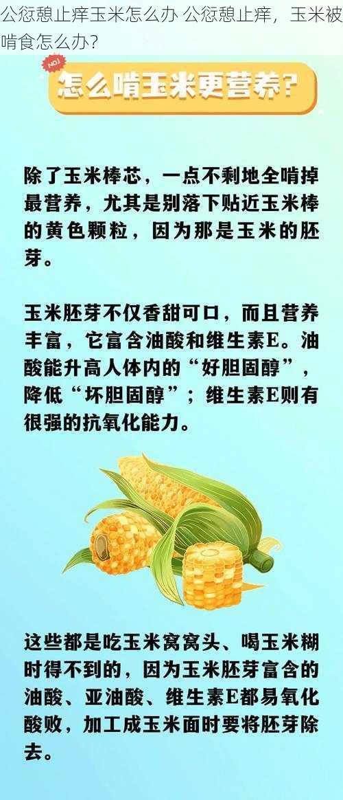 公愆憩止痒玉米怎么办 公愆憩止痒，玉米被啃食怎么办？