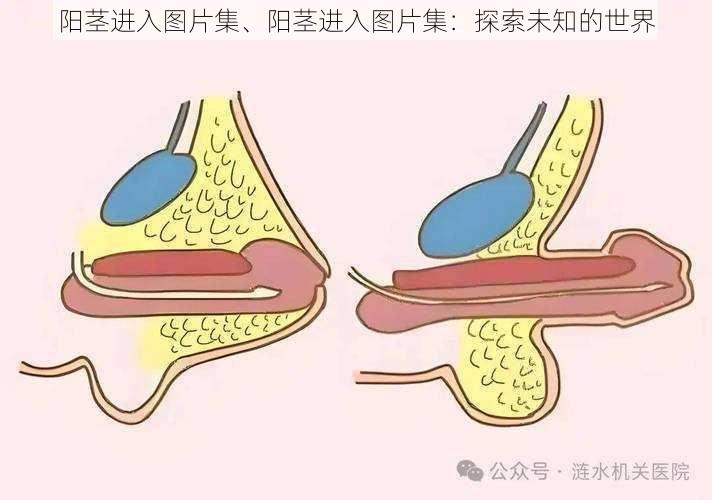 阳茎进入图片集、阳茎进入图片集：探索未知的世界