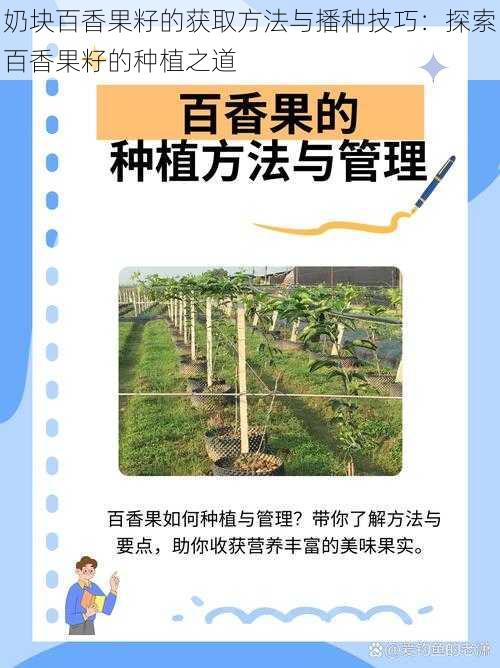 奶块百香果籽的获取方法与播种技巧：探索百香果籽的种植之道