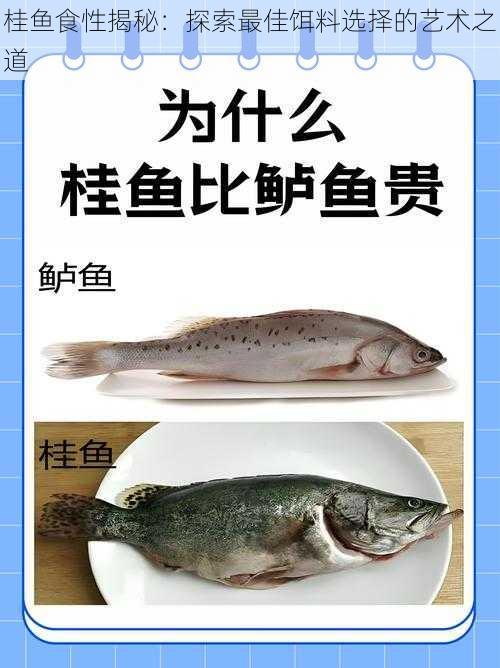 桂鱼食性揭秘：探索最佳饵料选择的艺术之道