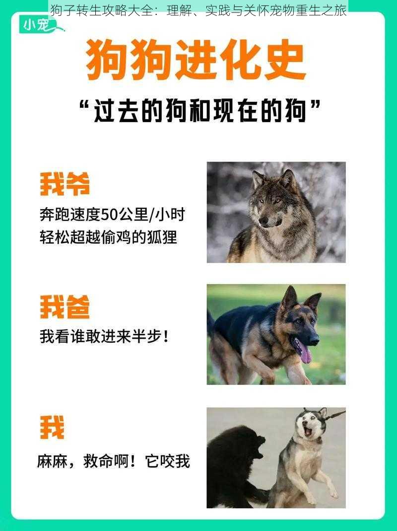 狗子转生攻略大全：理解、实践与关怀宠物重生之旅