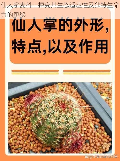 仙人掌麦科：探究其生态适应性及独特生命力的奥秘